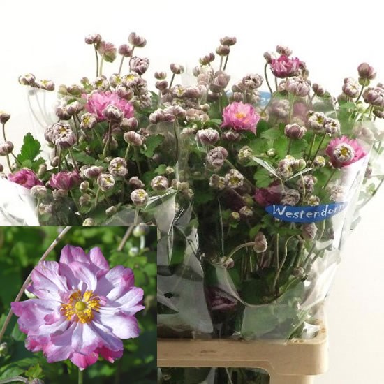 ANEMONE CARMEN