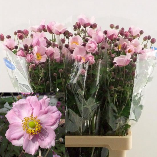 ANEMONE CHARLOTTE