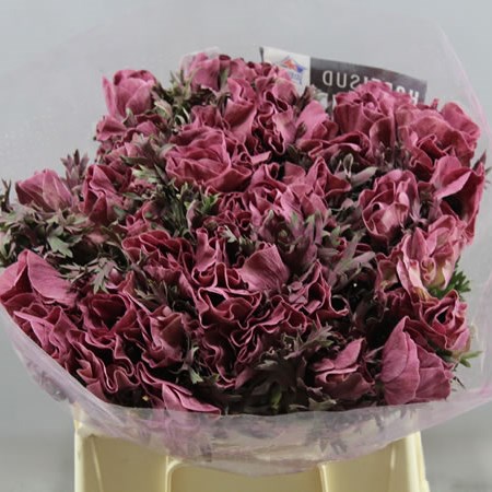 ANEMONE COLOURED POWDER LIE DE VIE