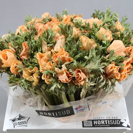 ANEMONE COLOURED POWDER SALMON