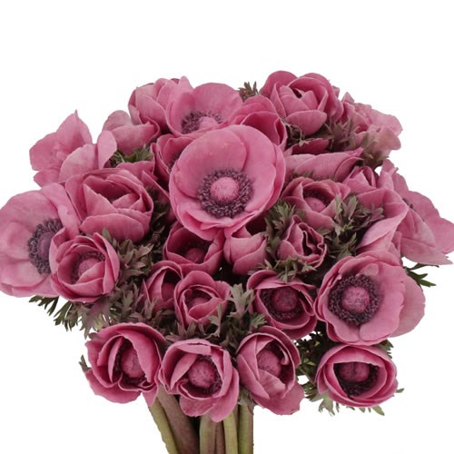 ANEMONE DYED POWDER LIE DE VIE