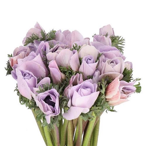 ANEMONE DYED POWDER LILAC
