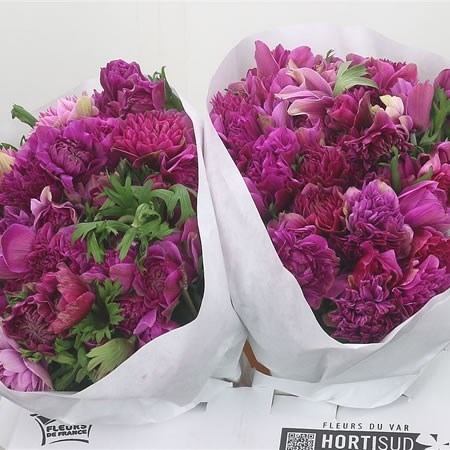 ANEMONE FULLSTAR BRIGHT ROSE