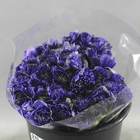ANEMONE FULLSTAR DEEP BLUE