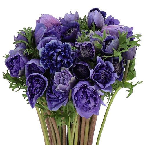ANEMONE FULLSTAR DEEP BLUE EX