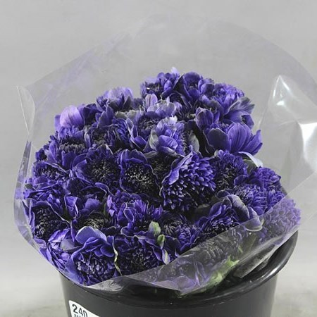 ANEMONE FULLSTAR DEEP BLUE EX