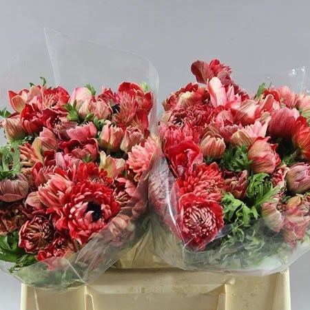 ANEMONE FULLSTAR GLORY RED