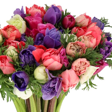 ANEMONE FULLSTAR MIX