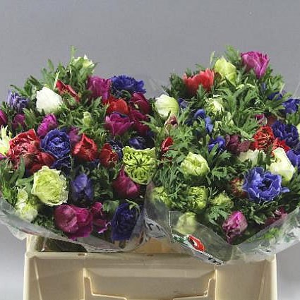 ANEMONE FULLSTAR MIX (COLS MAY VARY)