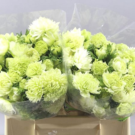 ANEMONE FULLSTAR PURE WHITE