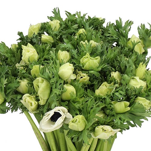 ANEMONE GALIL BLUSHING WHITE