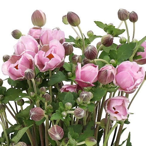 ANEMONE HUPEHENSIS CHARLOTTE