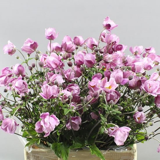 ANEMONE HUPEHENSIS DARK PINK