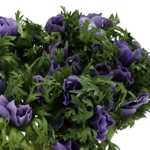 ANEMONE LEVANTE AZZURO