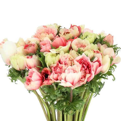 ANEMONE LEVANTE BICOLOUR