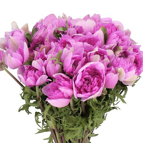 ANEMONE LEVANTE CERISE EX