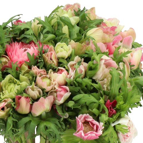 ANEMONE LEVANTE LIGHT PINK