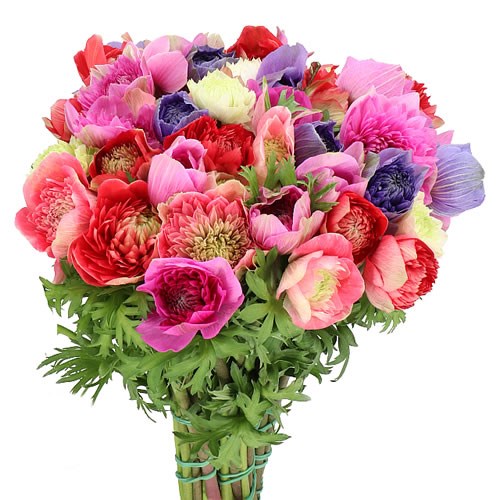 ANEMONE LEVANTE MIX EX