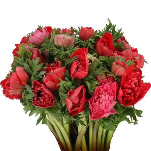 ANEMONE LEVANTE ROSSO