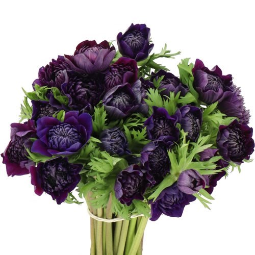 ANEMONE LEVANTE WINE