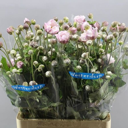 ANEMONE LORELEI