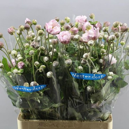 ANEMONE LORELEI