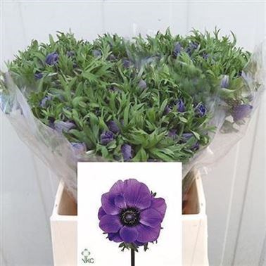 ANEMONE MARIANNE BLUE