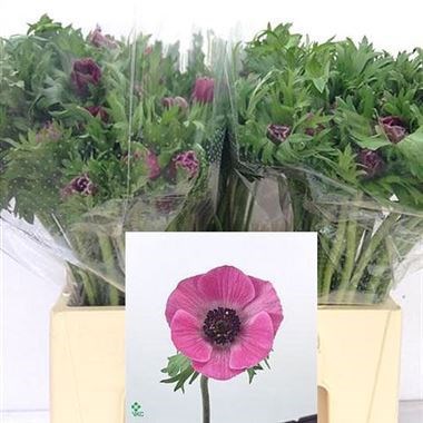 ANEMONE MARIANNE ORCHID