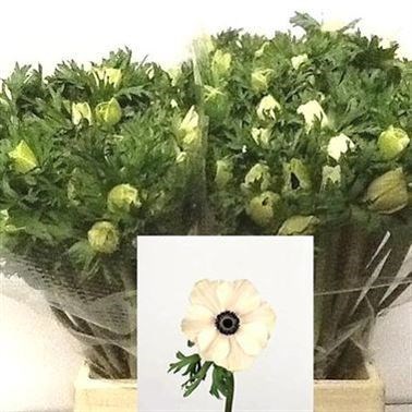 Anemone Marianne Panda 40cm Wholesale Dutch Flowers Florist Supplies Uk Anemone Marianne Panda 40cm Wholesale Dutch Flowers Florist Supplies Uk