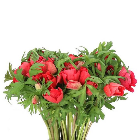 ANEMONE MARIANNE RED