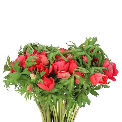 ANEMONE MARIANNE RED