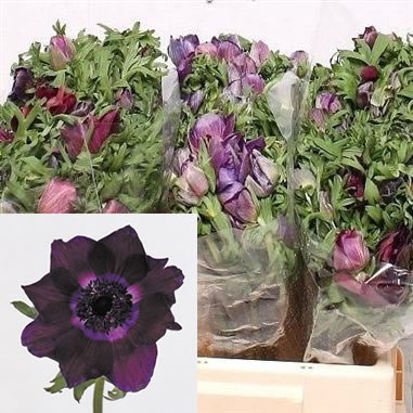 ANEMONE MERON BORDEAUX