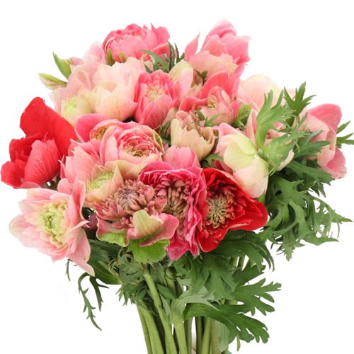 ANEMONE MINI DALIA PINK