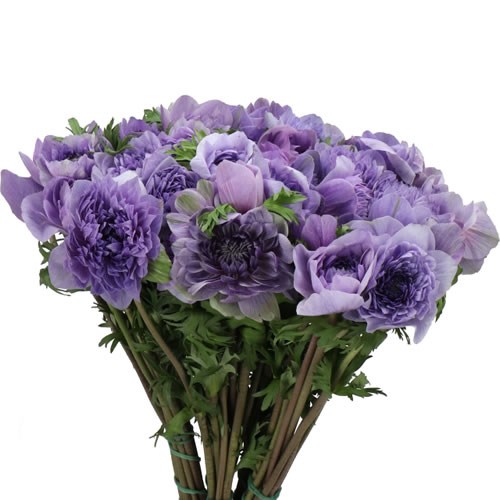 ANEMONE MINI DALIETTA BLUE