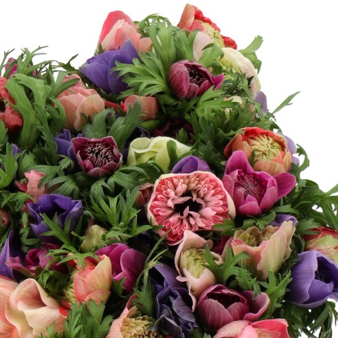 ANEMONE MINI DALIETTA MIX