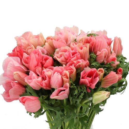 ANEMONE MISTRAL BARBIE