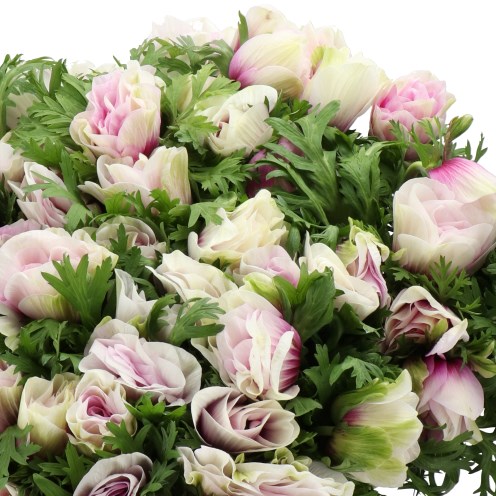 ANEMONE MISTRAL + BICOLOUR CERISE