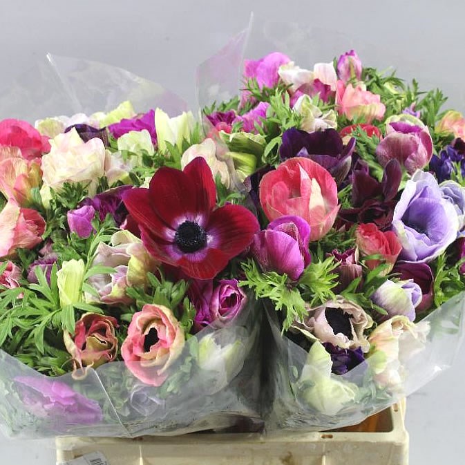 ANEMONE MISTRAL + ASSORTED EX
