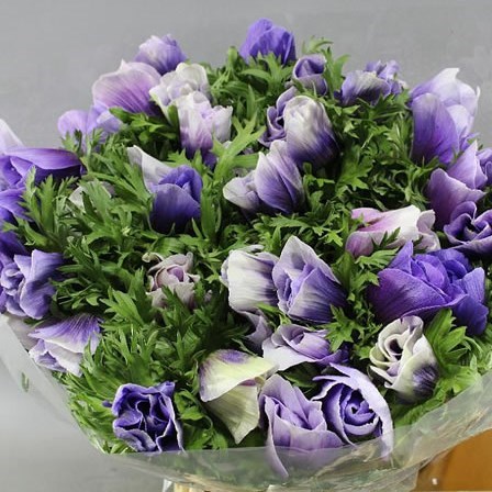 ANEMONE MISTRAL + CELESTE