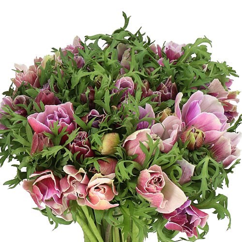 ANEMONE MISTRAL + CENERE SUPER