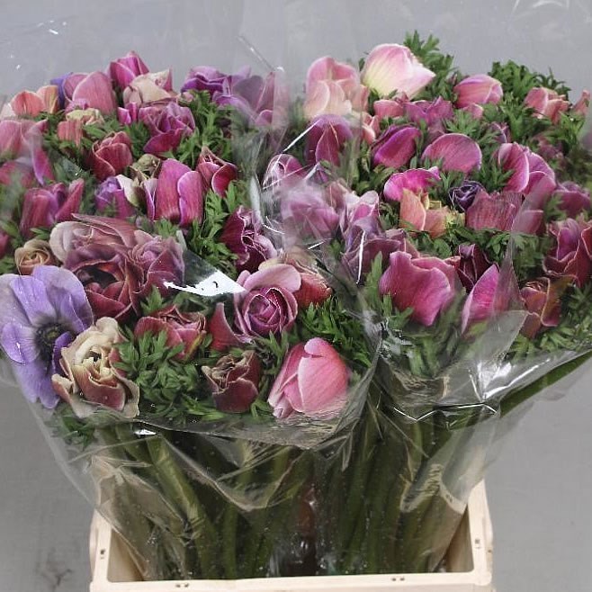 ANEMONE MISTRAL + CENERE SUPER