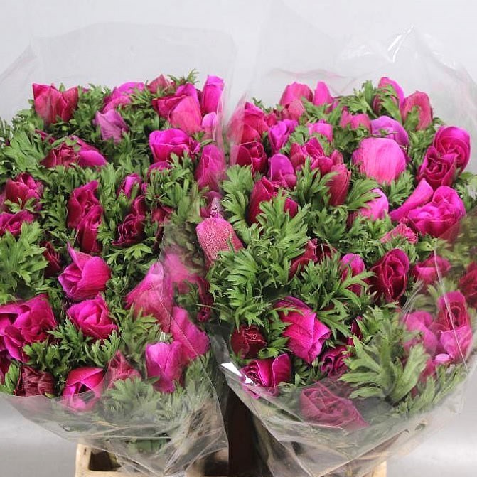 ANEMONE MISTRAL + CERISE EX