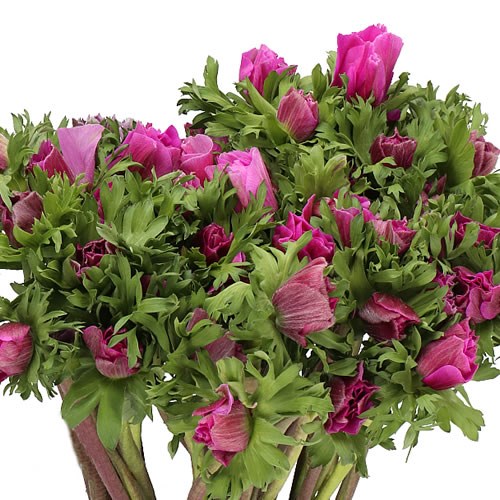 ANEMONE MISTRAL + CERISE SUPER