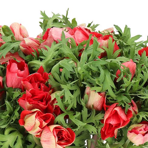 ANEMONE MISTRAL + RED SUPER