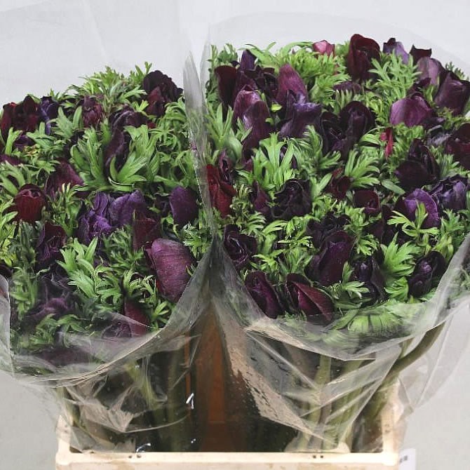 ANEMONE MISTRAL + VIOLET SUPER