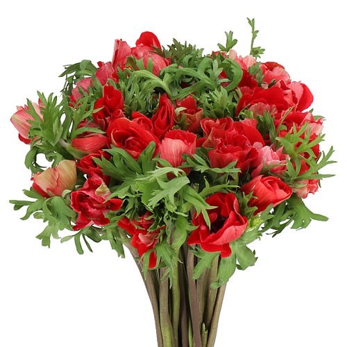 ANEMONE MISTRAL + RED