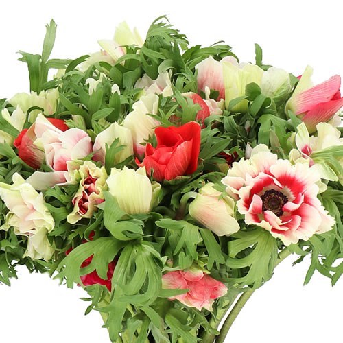 ANEMONE MISTRAL RED/WHITE