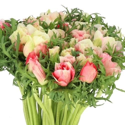 ANEMONE MISTRAL SALMON