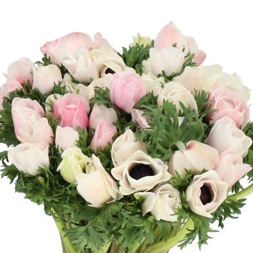 ANEMONE MISTRAL SALMON-WHITE