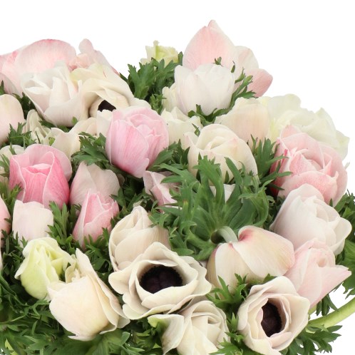ANEMONE MISTRAL + SALMON/WHITE EX